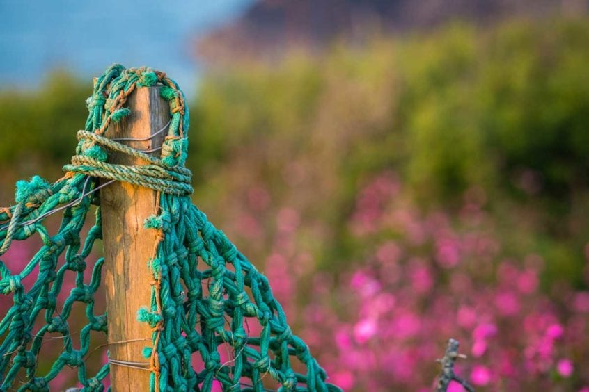 anti-bird netting