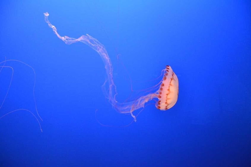 Jellyfish